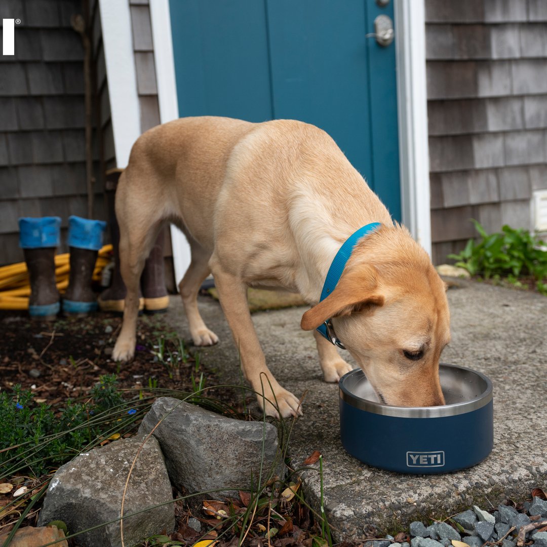 Ein gelber Labrador mit blauem Halsband trinkt aus einem YETI® Hundenapf Boomer™ 8 in Seafoam auf einem Steinweg vor einem Haus mit einer blauen Tür. Auf der Veranda im Hintergrund sind gelbe Stiefel zu sehen.