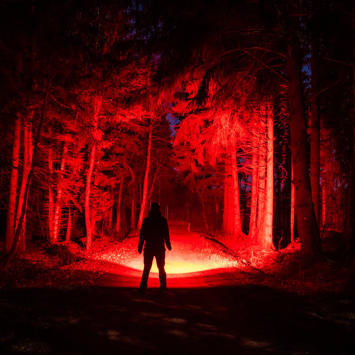 Eine silhouettierte Figur steht auf einem nächtlichen Waldweg, dessen hohe Bäume von der LEDLENSER Ledlenser P6R Core QC in rotes Licht getaucht werden, was eine mysteriöse, unheimliche Szene erzeugt.
