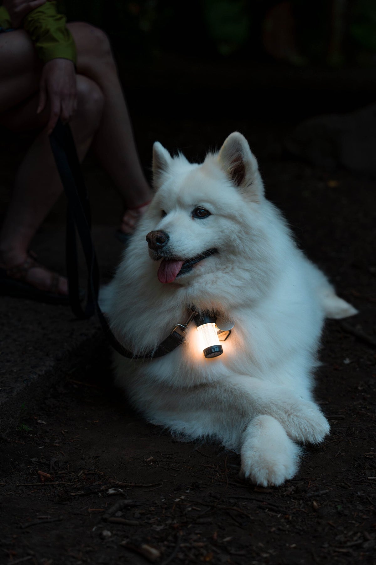 Ein flauschiger weißer Hund mit einer leuchtenden LEDLENSER Ledlenser ML4 WL Outdoor Camping Lampe an seinem Halsband liegt nachts auf dem Boden und schaut mit herausgestreckter Zunge zur Seite. Der angeleinte Hund befindet sich in der Nähe einer Person, deren Beine teilweise sichtbar sind.