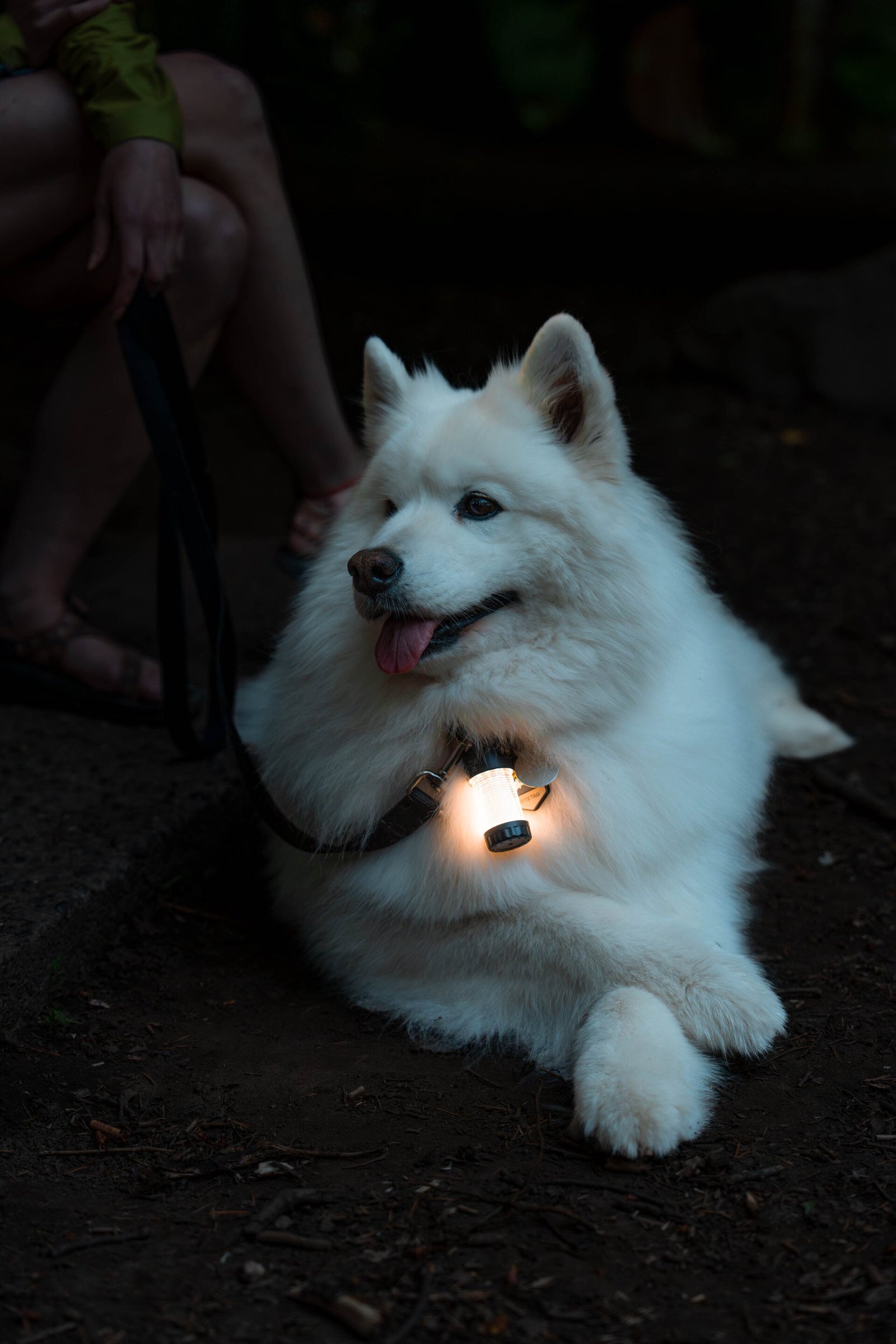 Ein flauschiger weißer Hund trägt ein leuchtendes LEDLENSER Ledlenser ML4 WL Outdoor Camping Lampe Halsband, während er nachts wachsam auf dem Boden liegt. Eine Person, die die Leine hält, steht in warmem weißen Licht im Hintergrund.