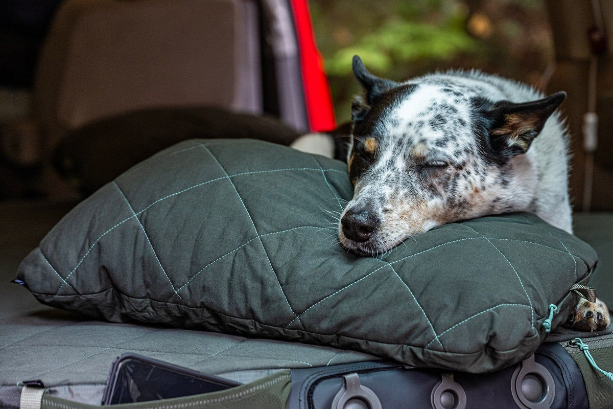 Ein schwarz-weiß gefleckter Hund ruht seinen Kopf auf einem EXPED Kissen LuxeWool Pillow und schläft bequem auf dem Rücksitz eines Fahrzeugs bei geöffneter Hecktür.