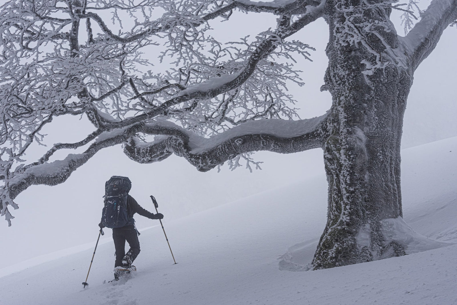 Eine Person mit Trekkingstöcken und einem EXPED Rucksack Thunder 50 geht an einem nebligen Wintertag durch tiefen Schnee, vorbei an einem großen, schneebedeckten Baum.