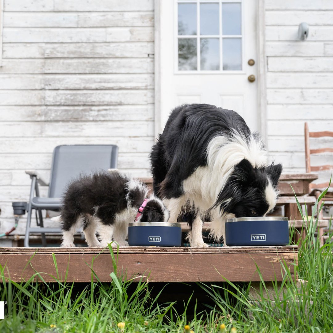 Ein erwachsener schwarz-weißer Hund und ein flauschiger Welpe fressen aus einem YETI® Hundenapf Boomer™ 4 - Seafoam-Napf auf einer hölzernen Veranda vor einem weißen Haus mit einer Tür, einem Stuhl und hohem Gras.